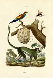 Guenon